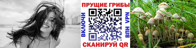 Псилоцибиновые грибы Psilocybe  Купить закладки  Грязи 